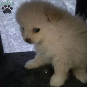 Eric, Pomeranian Puppy